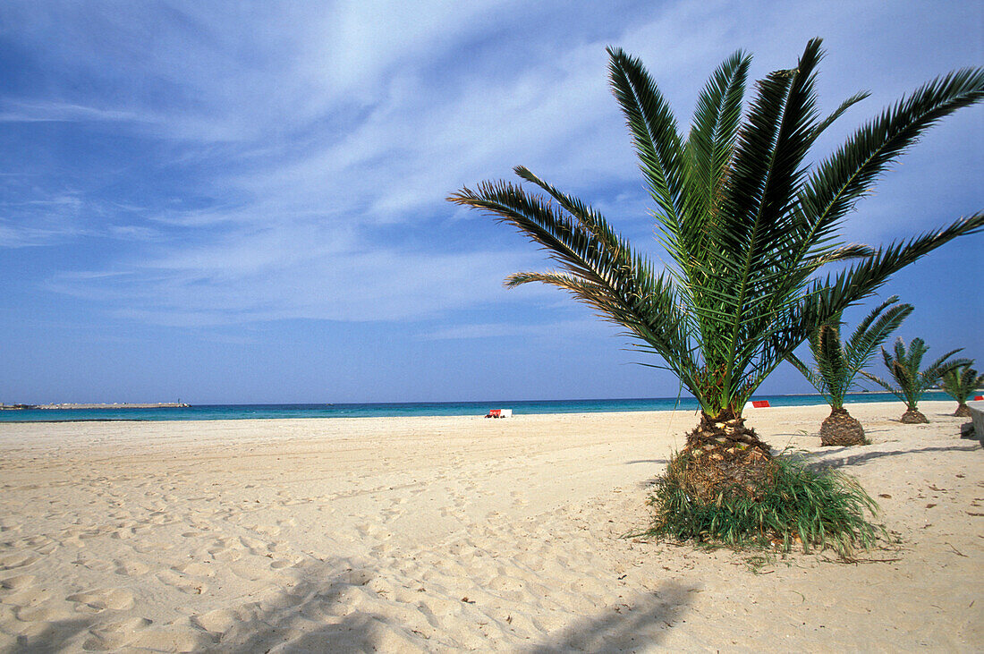 Palm trees on the beach, San Vito lo Capo, Sicily, Italy, Europe