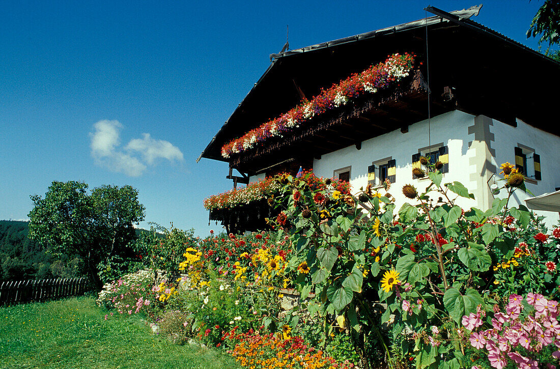 Bauernhof mit Garten im Sonnenlicht, Ritten, Südtirol, Italien, Europa