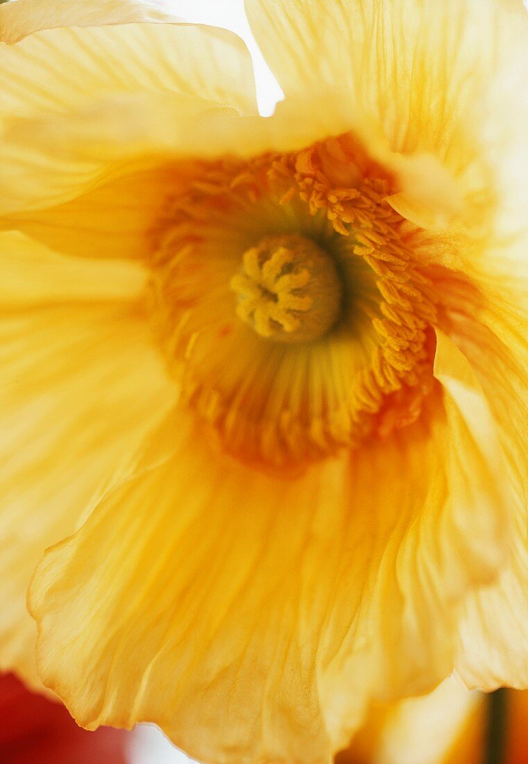 A white poppy (close-up)