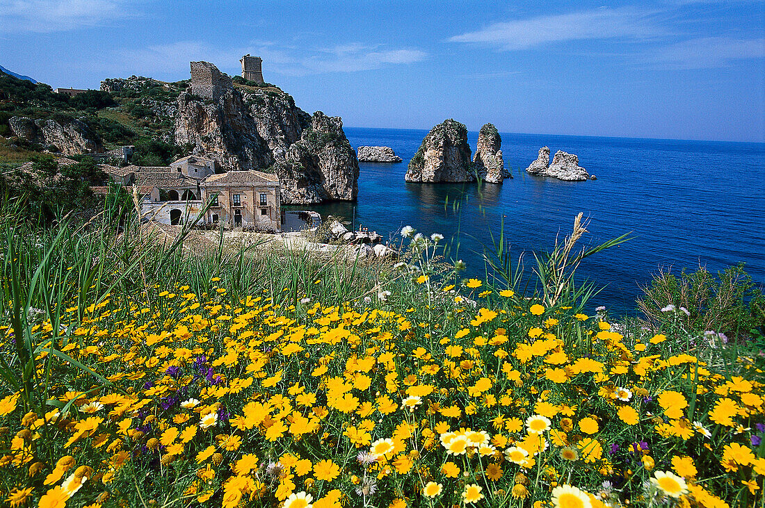 Yellow flowers and country house on the waterfront, Scopello, Sicily, Italy, Europe