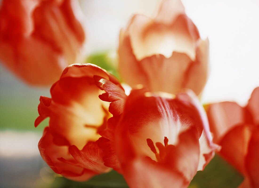 Red tulips