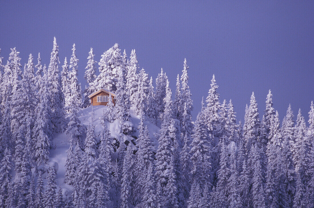 Ein Winterwald, Lillehammer, Oppland, Norwegen