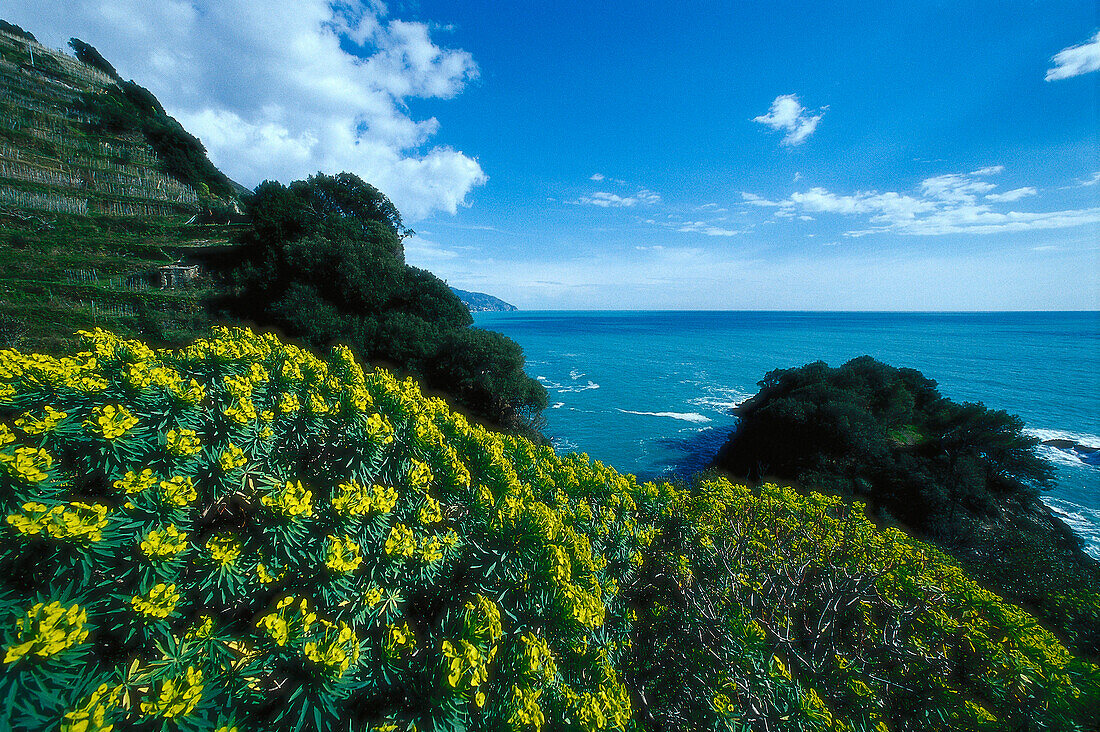 Küstenlandschaft unter Wolkenhimmel, Cinque Terre, Ligurien, Italien, Europa