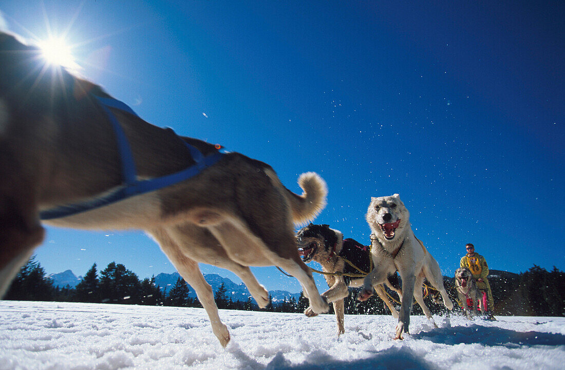 Hundeschlitten, Lappland, Schweden