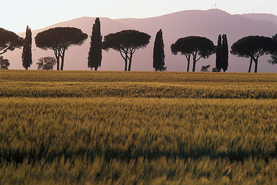 Maremma near Grosseto, Tuscany, Italy