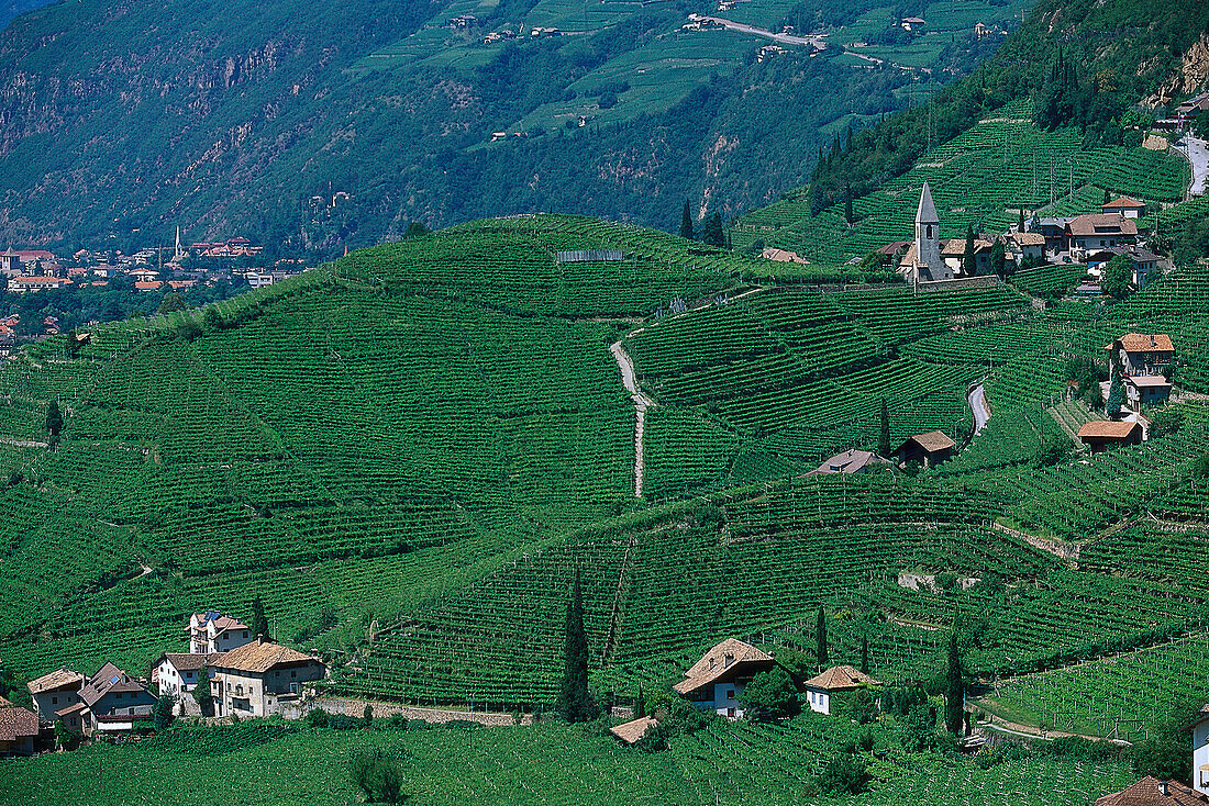 St. Magdalener Wineyard, Bozen South Tyrol, Italy