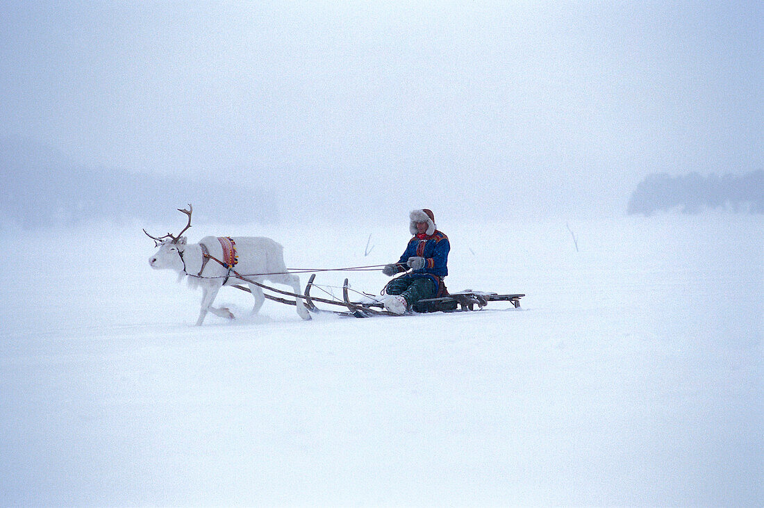 Rentierschlitten, Lappland Schweden