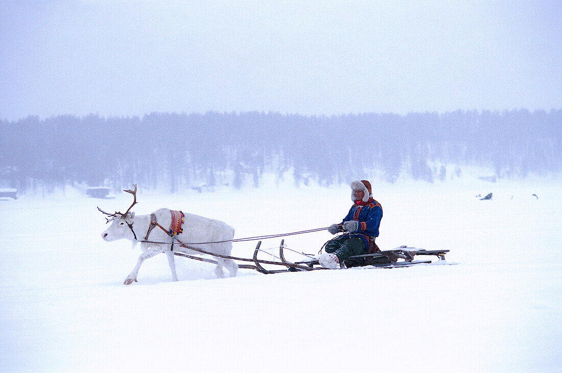 Rentierschlitten, Lappland, Schweden