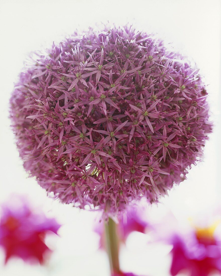 An ornamental onion (close-up)