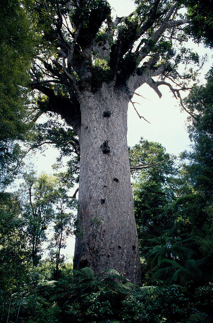 Tane Mahuta, groesster Kauribaum, Waipoua Forest, Northland Nordinsel, Neuseeland