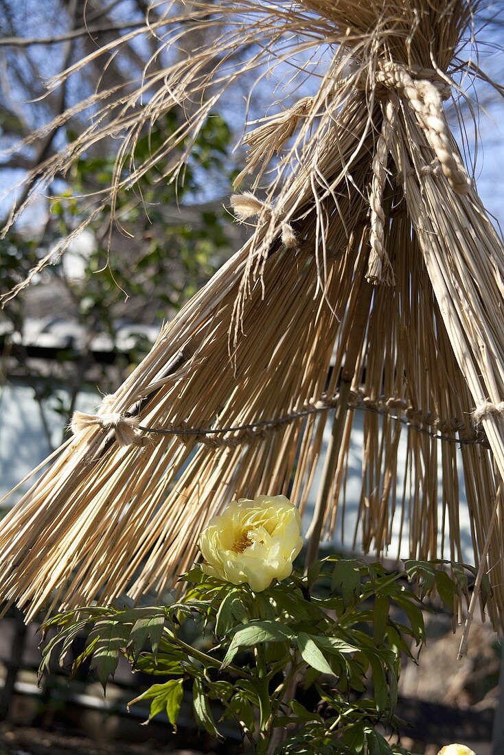 Peonies under a straw hut