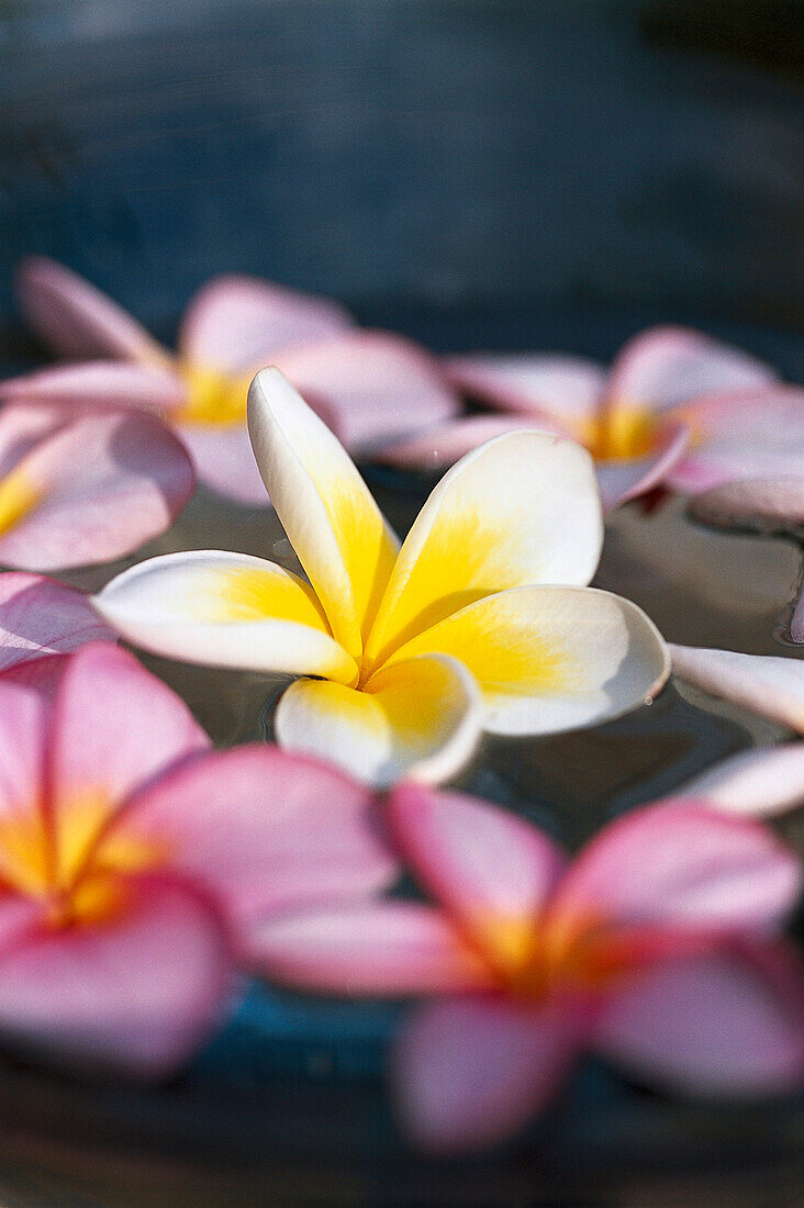 Frangipaniblüte, Frangipani, Mauritius