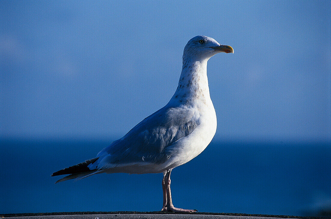 Möwe, Jersey Kanalinseln, Großbritannien