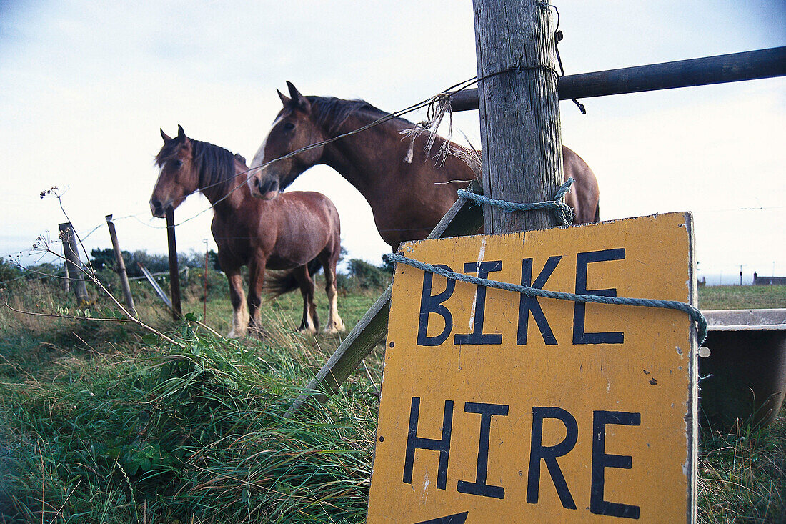 Horses on Pasture, Sark, Channel Islands, United Kingdom