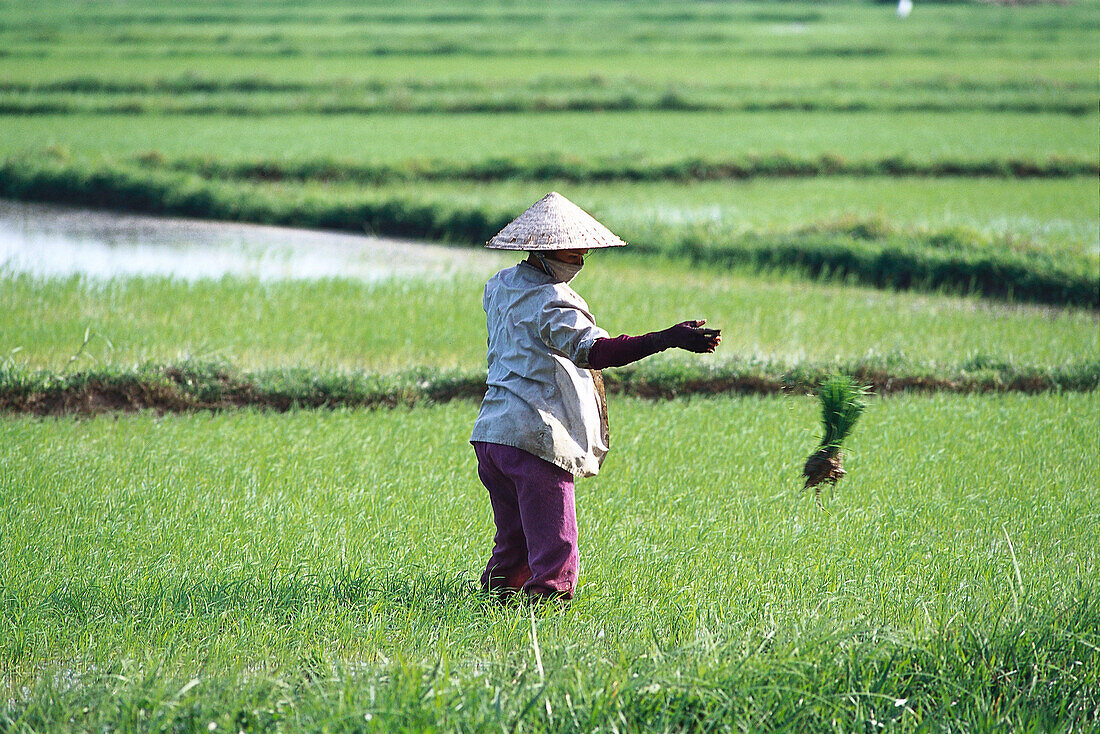 Frau mit Hut im Reisfeld, Danang, Vietnam
