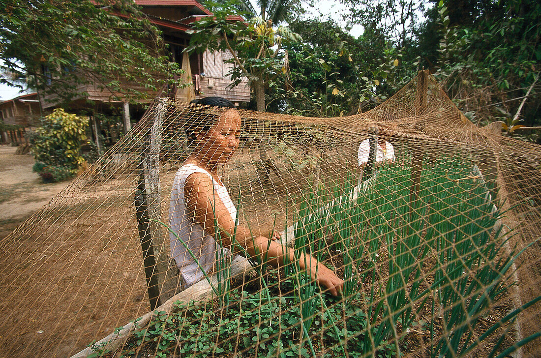 Hochbeet wg. der Schweine, , Dorf Thonengam Salavane-Provinz, Laos