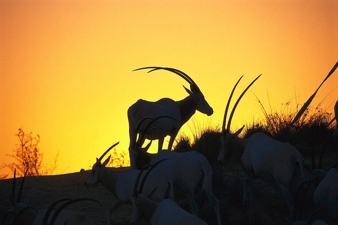 Oryx Antilopen bei Sonnenuntergang, Al Maha Desert Resort, Dubai, V.A.E., Vereinigte Arabische Emirate, Vorderasien, Asien