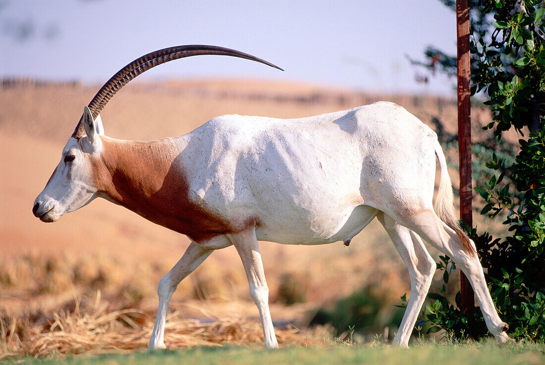 Oryx Antilope, Al Maha Desert Resort Dubai, V.A.E.