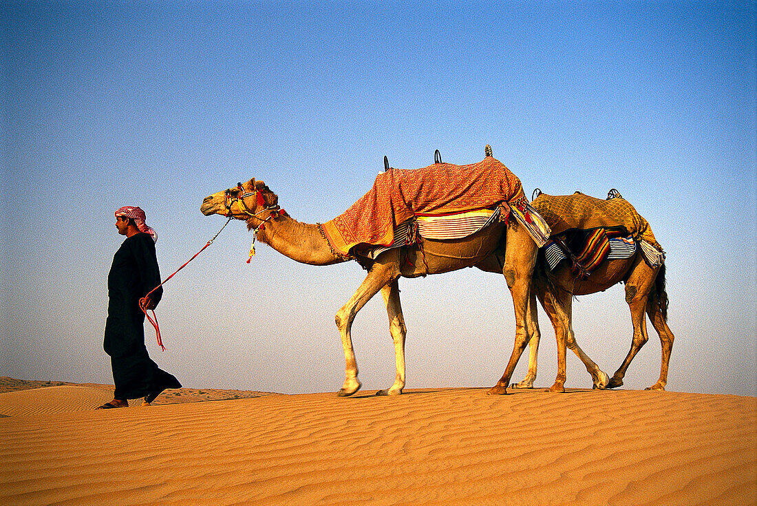 Beduine mit Kamelen, Wüste, Dubai, Vereinigte Arabische Emirate