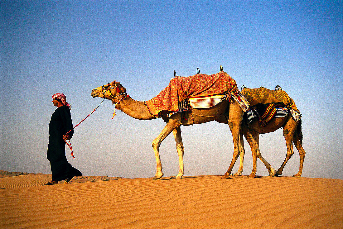 Beduoin with camels, desert, Dubai, UAE