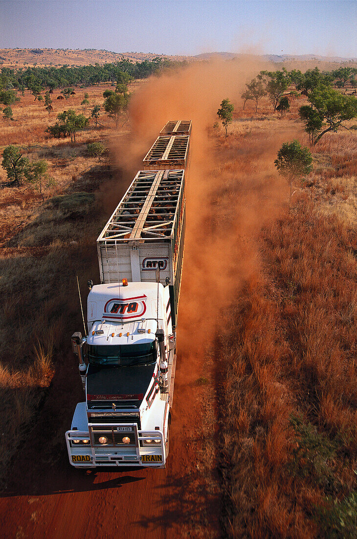 Road train in the desert,  Cattle transport, dirt road of Kimberleys, Kimberley, Western Australia, Australia