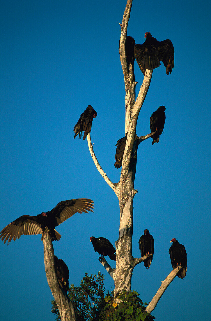 Vultures, Zapata Cuba