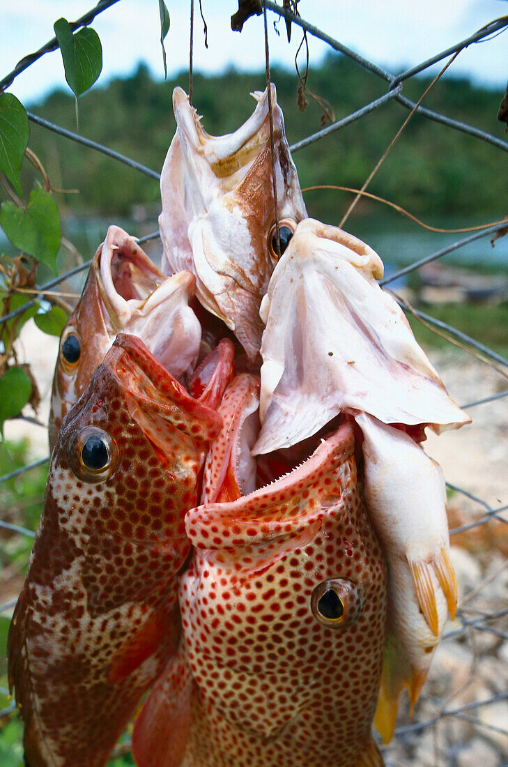 Fishing, Catch, Trinidad Cuba