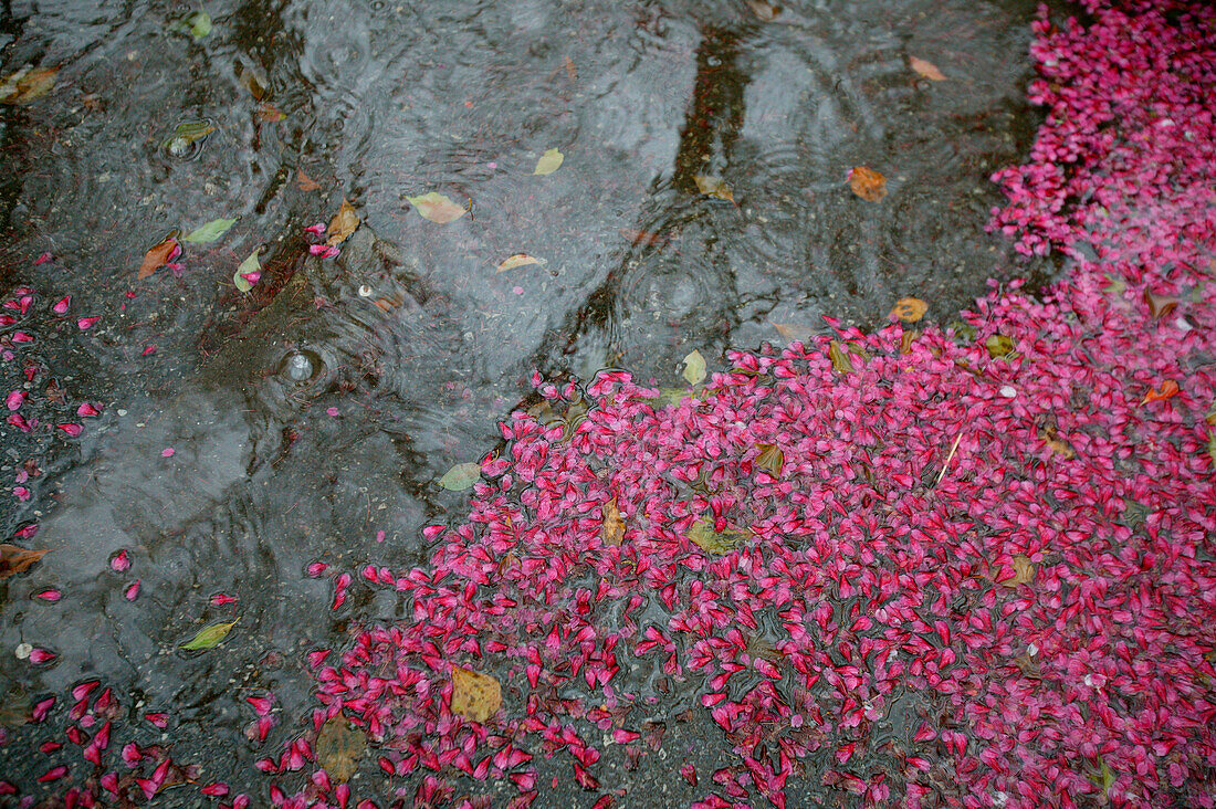 Floating cherry blossom petals in water, Tokyo, Japan