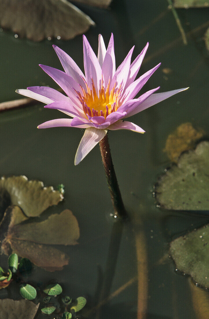 a single pink, water lily