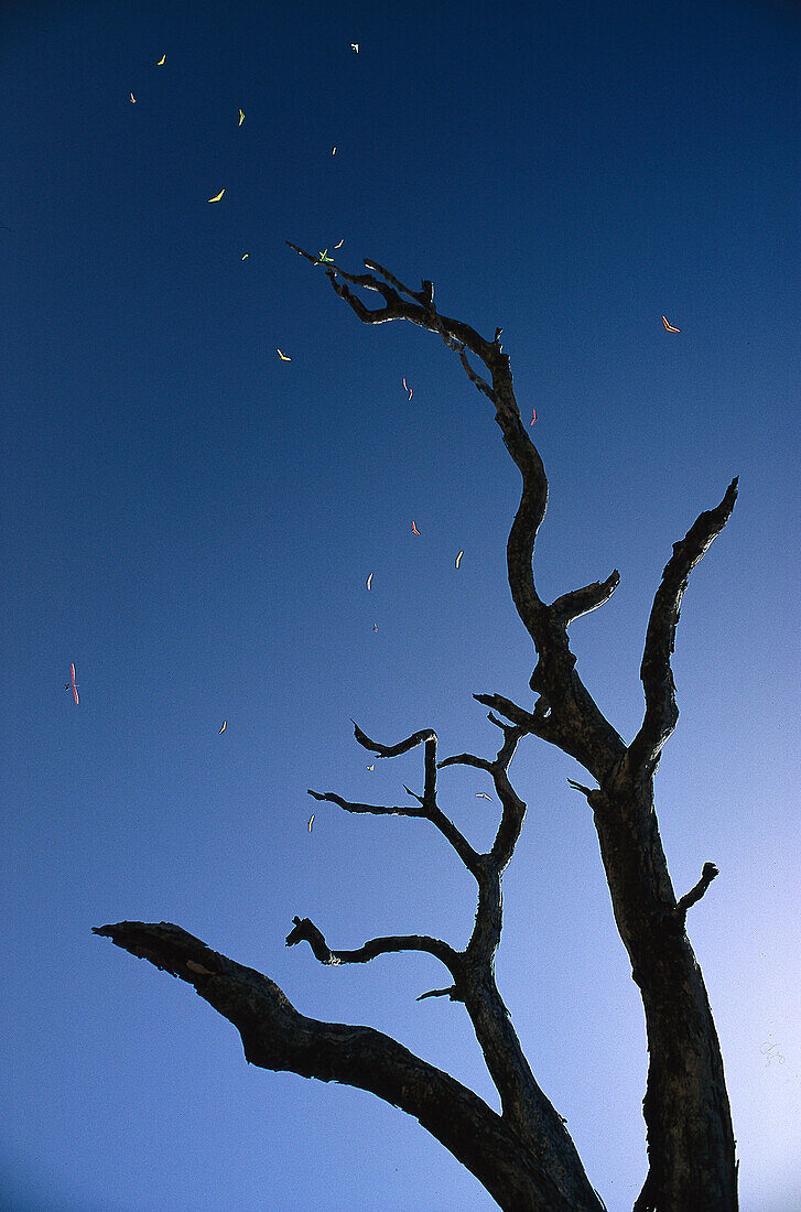 Hang glidinger aboth a desert tree, Australia