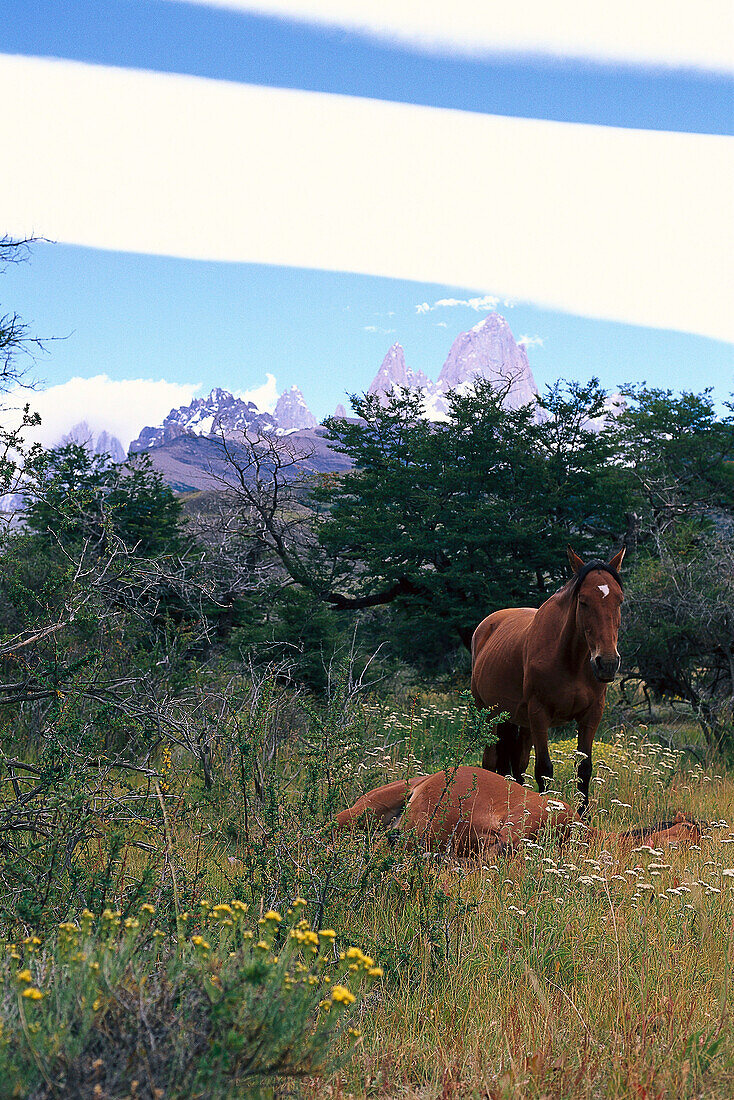Horses, El Chalten, Cerro Torre, FitzRoy Patagonia, Argentina