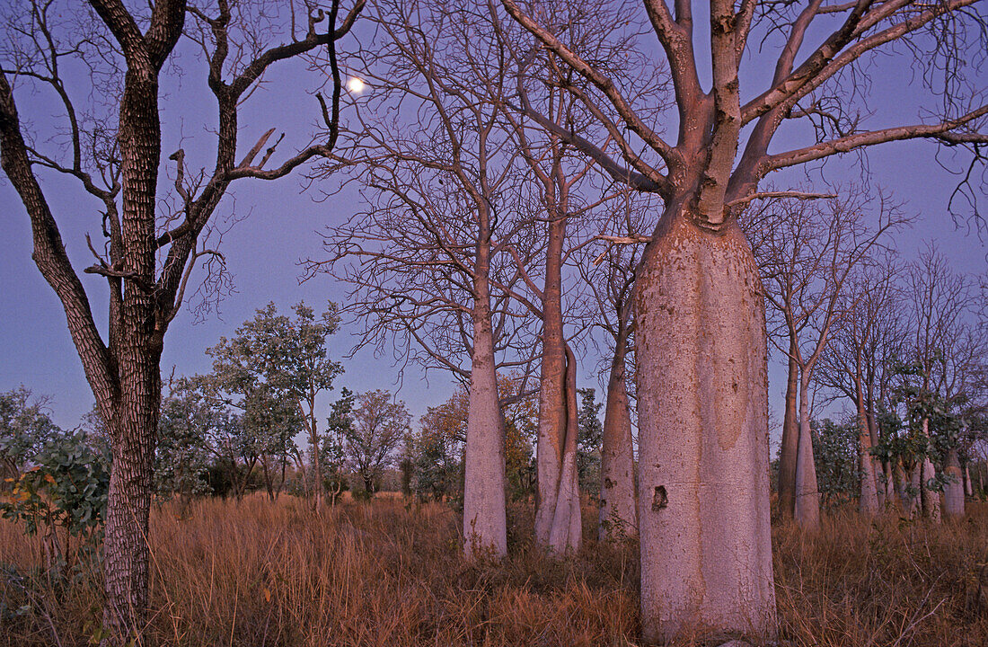 Boab trees in the Kimberleys, Australien, West Australien, WA, NP, Kimberley, boab trees