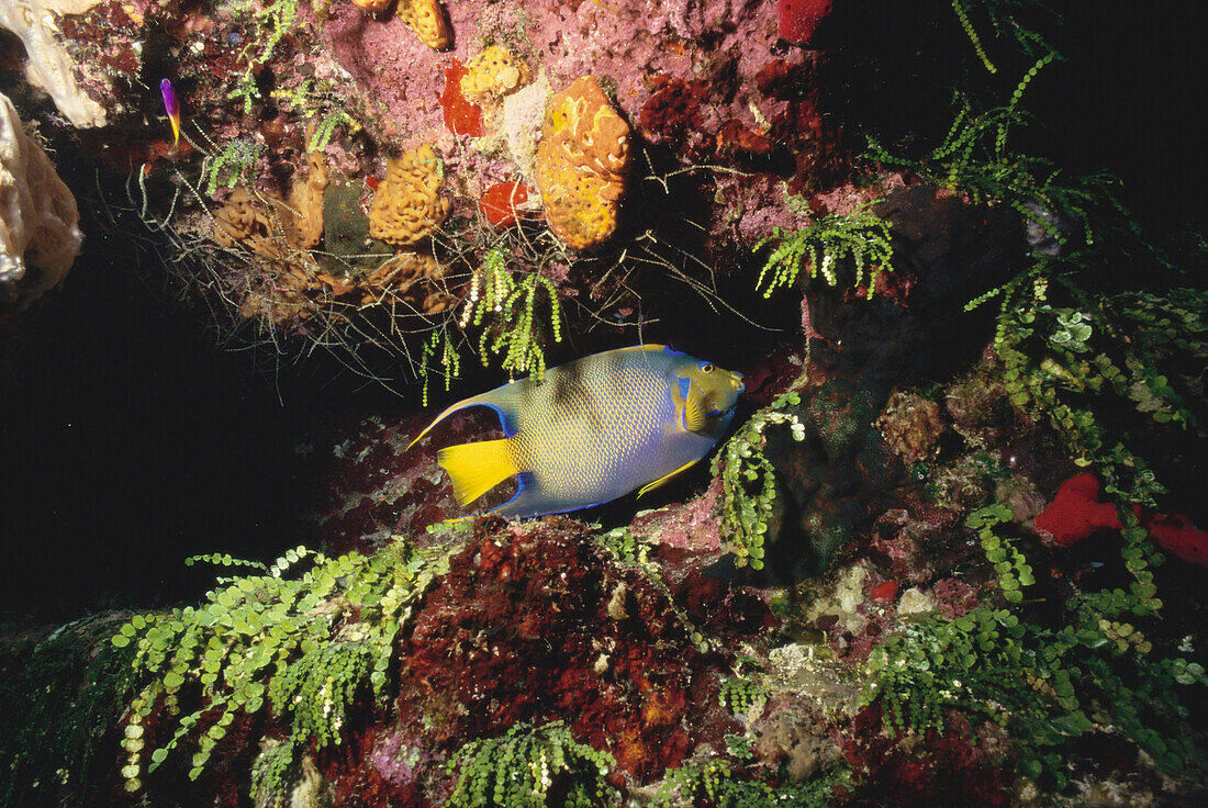 Kaiserfisch, Unterwasseraufnahme Karibik