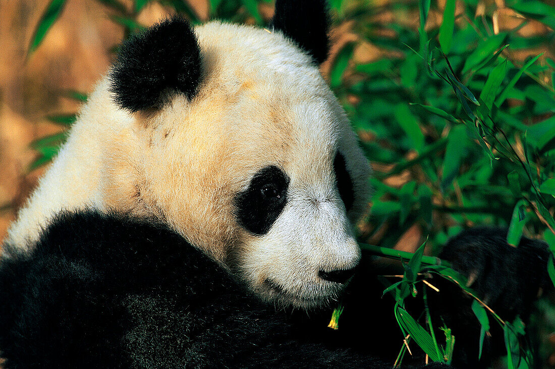 Großer Panda, Ailuropoda melanoleuca Wolong Valley, Himalaya, China