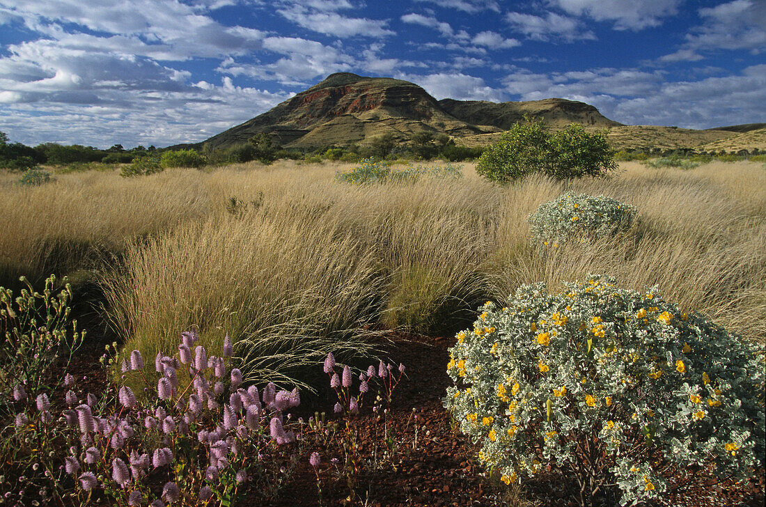 Wildflowers after the rein, Hamersley Ranges, Pilbara, Western Australia, Australia