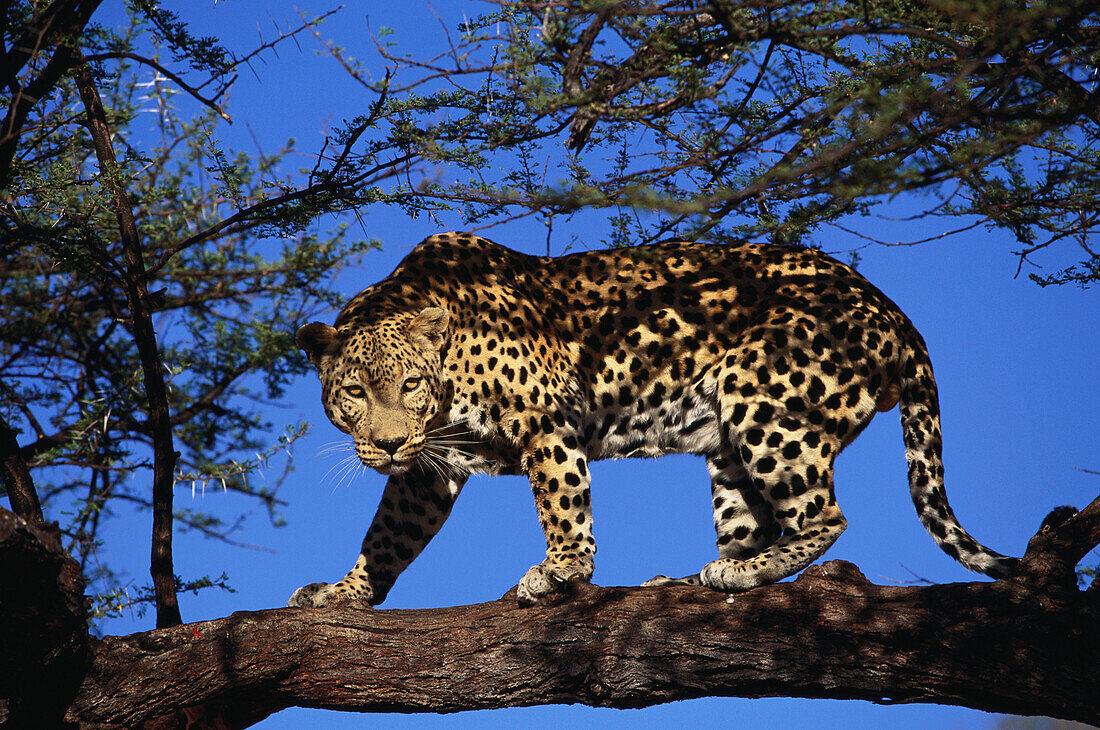 Leopard auf einem Ast, Panthera pardus pardus, Namibia, Afrika