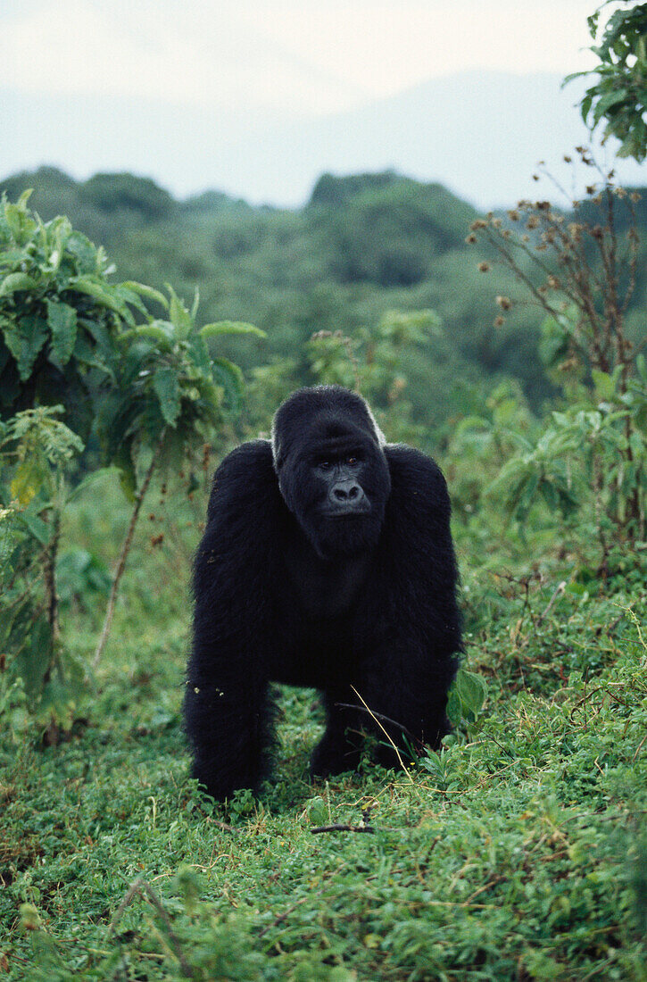 Berggorilla, Maennchen, Silberruecken, Gorilla gorilla beringei