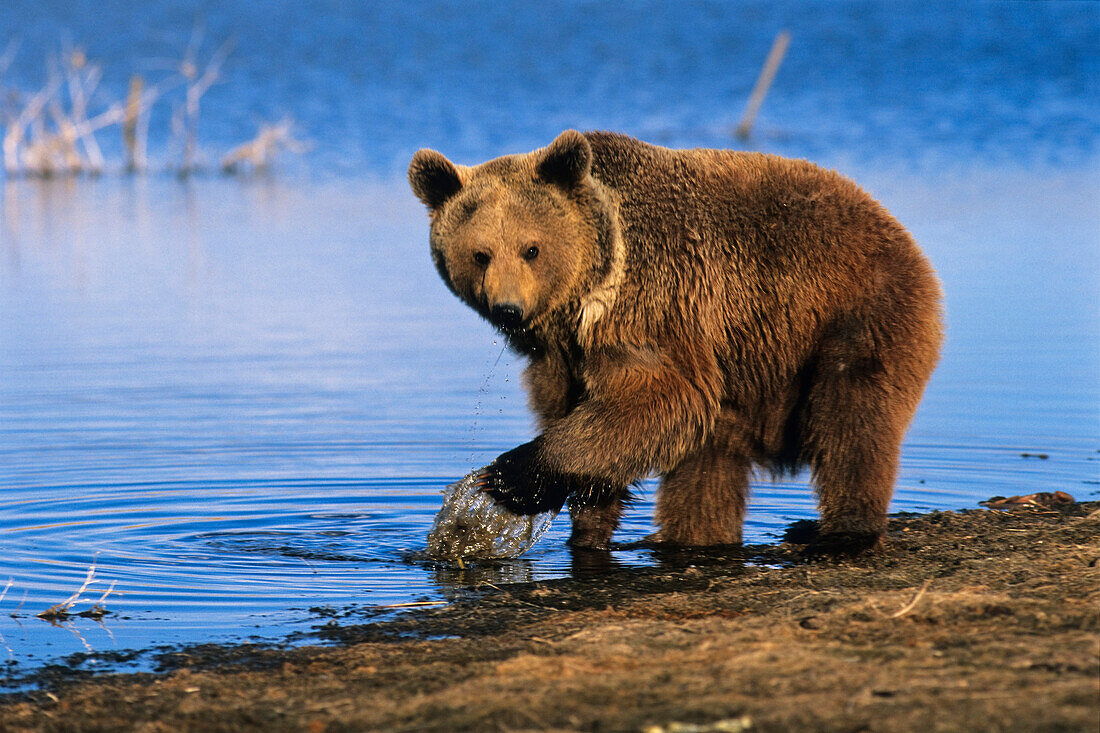Braunbär am Ufer, Ursus arctos, USA