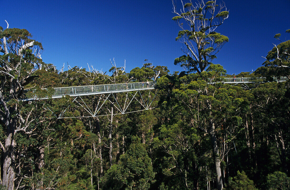 Hängebrücke in der Valley of the Giants, West Australien, Australien