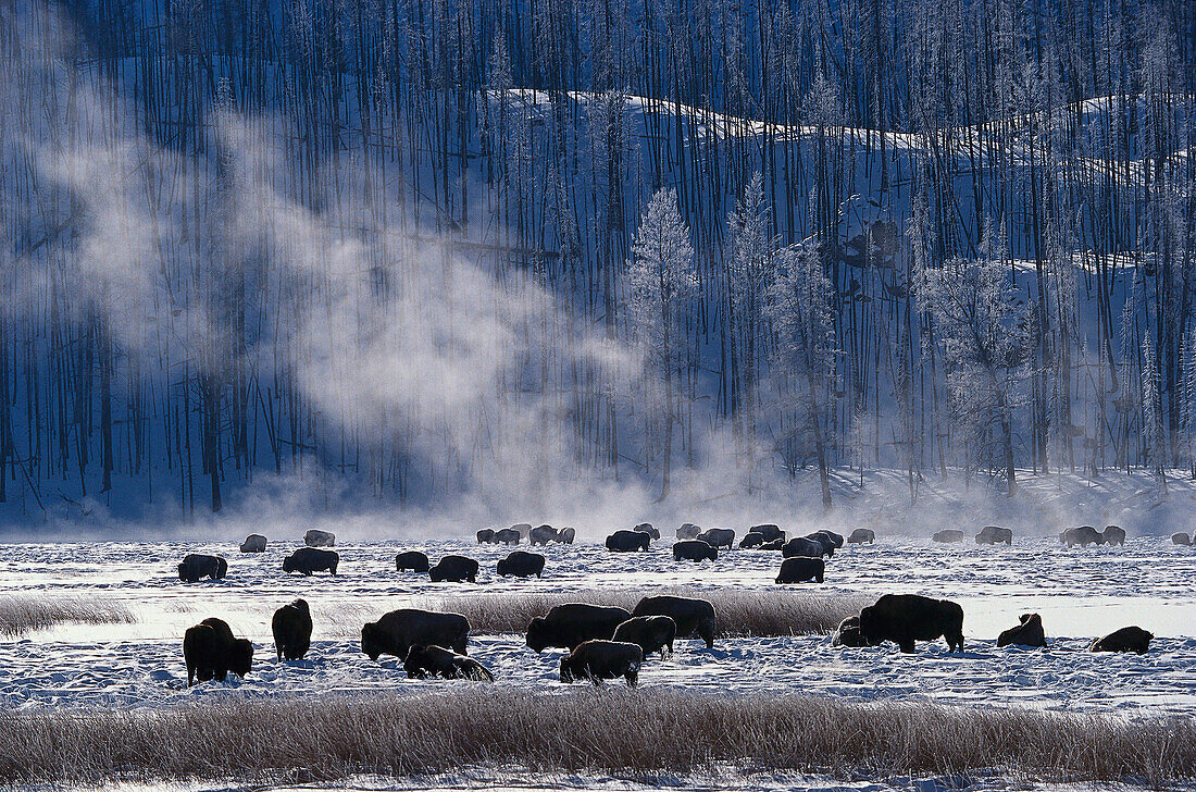 Bisons im Winter im Yellowstone Nationalpark, Wyoming, USA, Amerika
