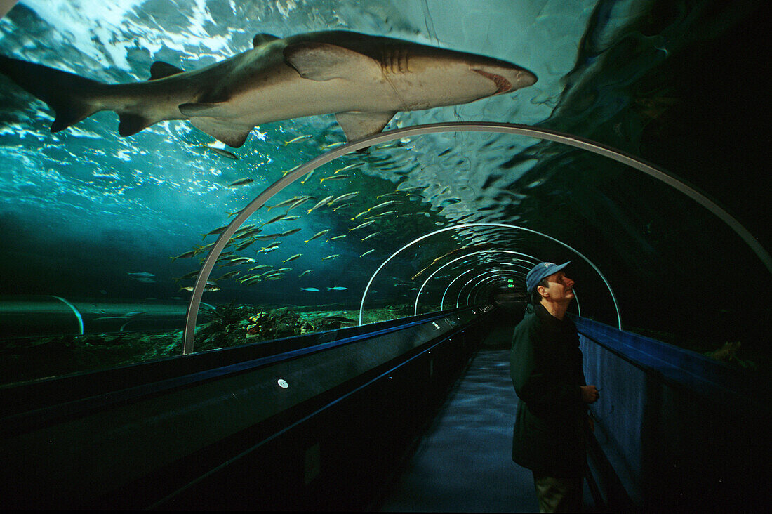 Shark in the Sydney Aquarium, Darling Harbour, Australien, NSW, shark observation in Sydney Aquarium
