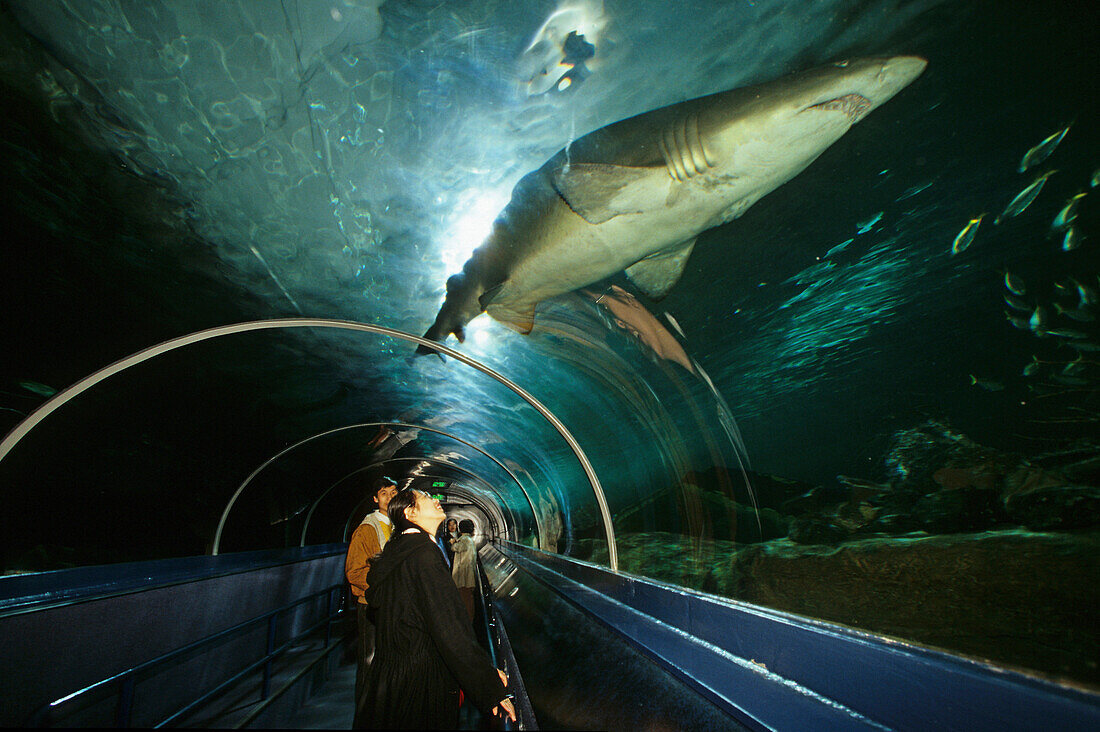 Shark in the Sydney Aquarium, Darling Harbour, Sydney, Sydney Harbour, New South Wales, Australia