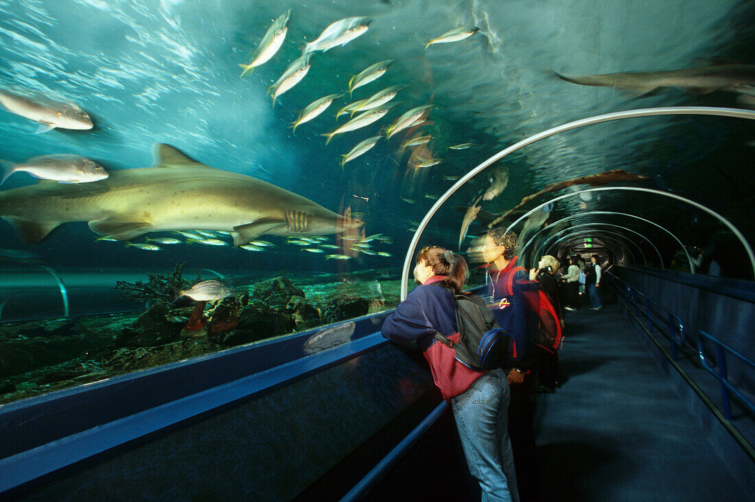 Shark and fish n the Sydney Aquarium, Darling Harb, Australien, NSW, Sydney Aquarium, glass observation tunnel, Hai, Unterwasser-Tunnel