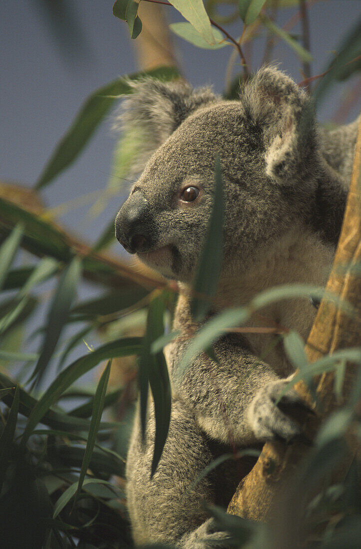 Koala-Bär, Phascolarctos cinereus Australien