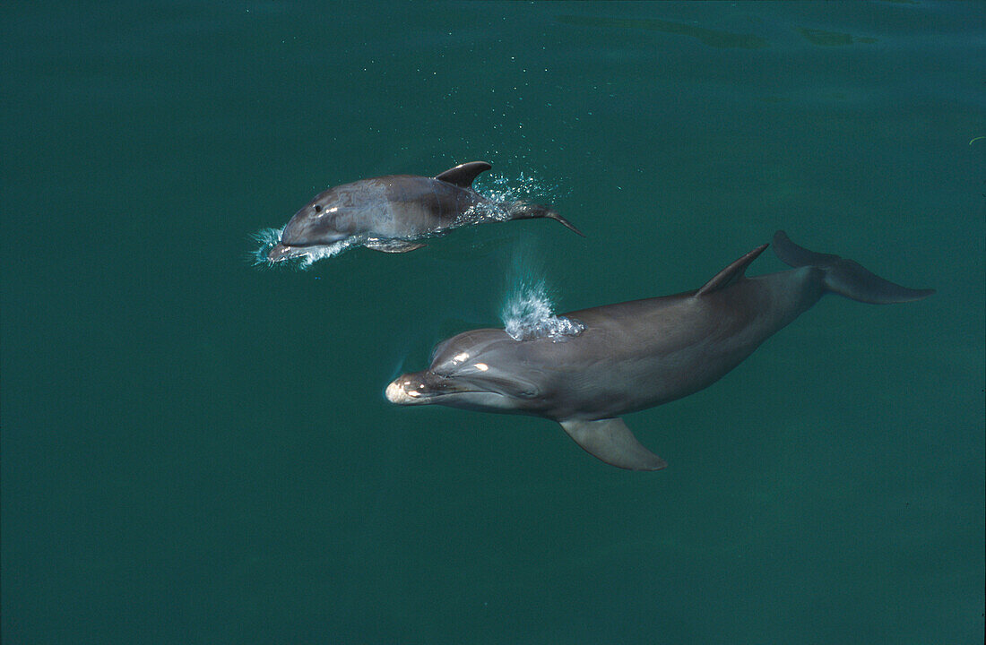 Grosser Tuemmler mit Baby, Bottle-nosed Dolphins Mutter ausatmend, Islas de la Bahia, Hunduras, Caribbean