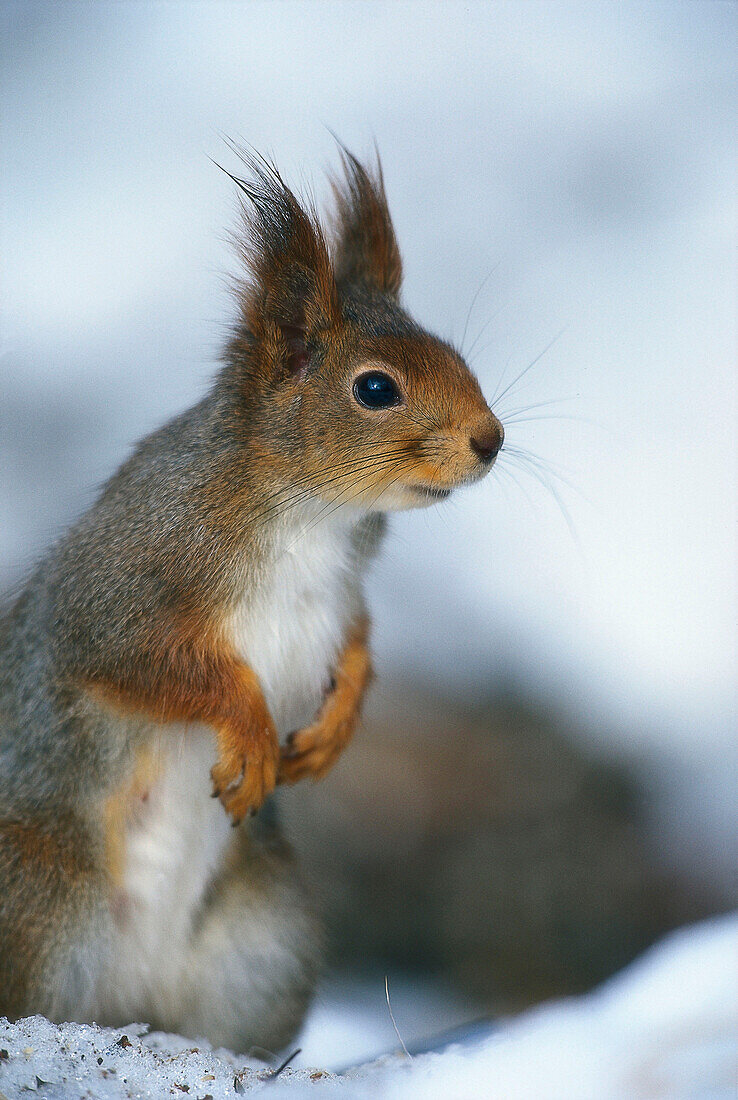 Eichhörnchen, Sciurus vulgaris, Schweden