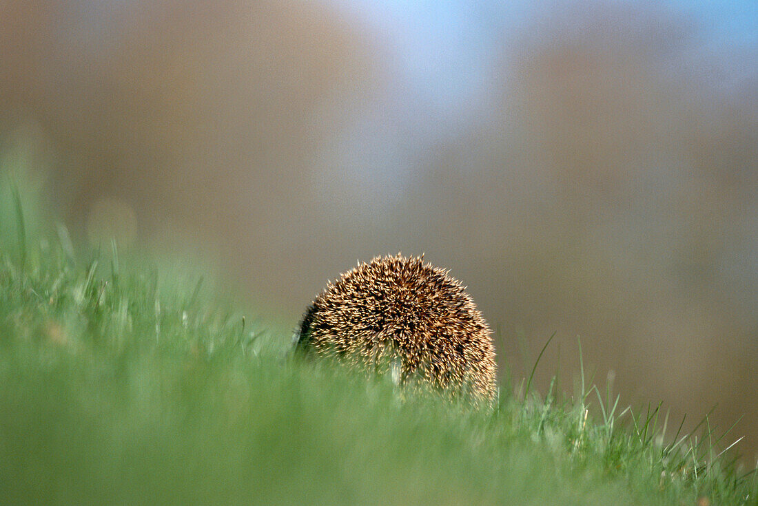 Hedgehog on meadow from behind, Erinaceus europaeus, Upper Bavaria, Germany