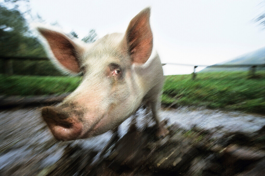 Hausschwein auf der Weide, Deutschland