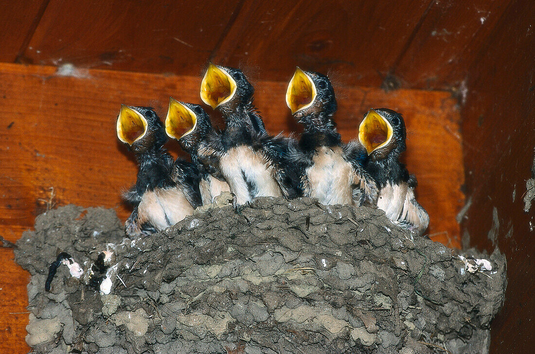 Rauchschwalben-Küken im Nest, Hirundo rustica, Deutschland