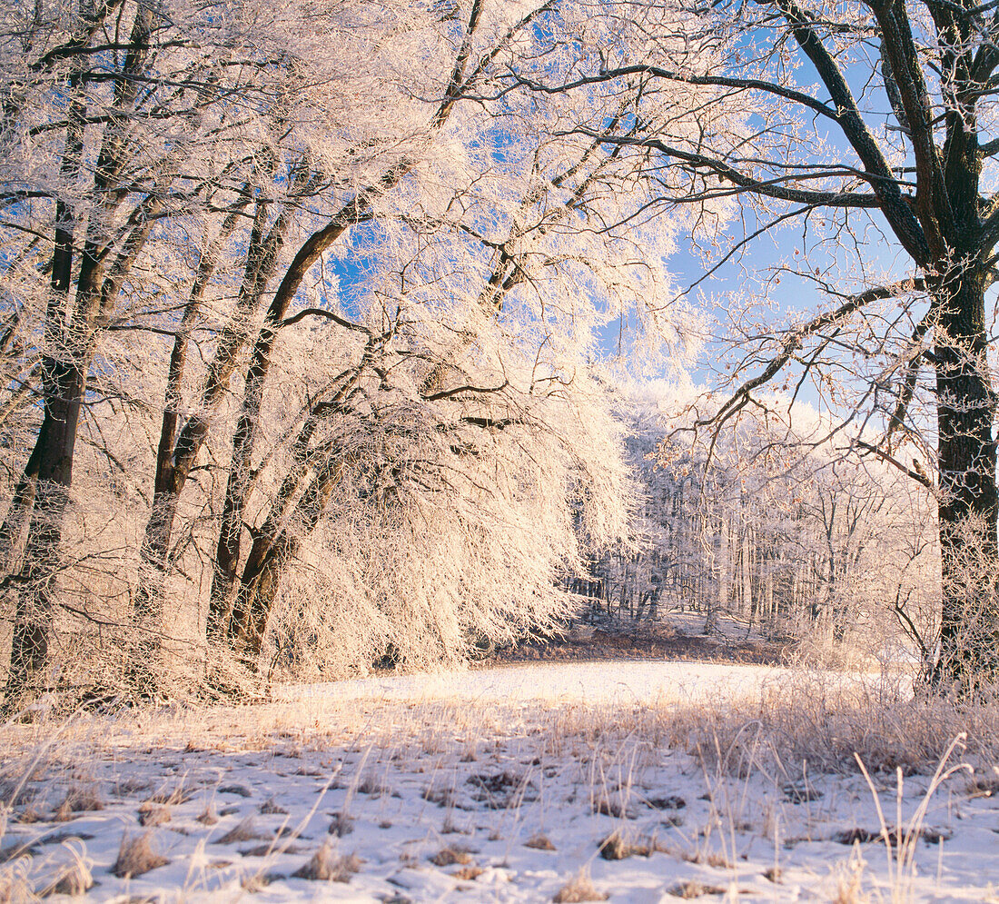 Deciduous Forest with white frost in winter, Upper Bavaria, Germany